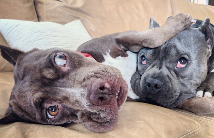 Matilda the dog lying with her paw on another dog at her foster home