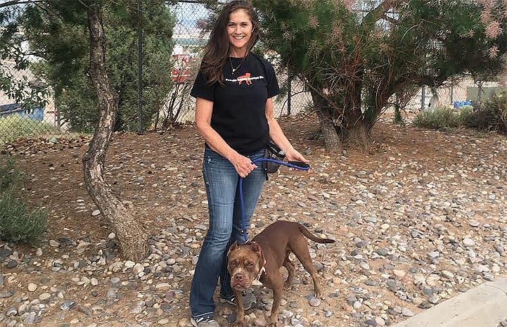 Matilda the brown pit-bull-type dog with cropped ears standing next to a woman