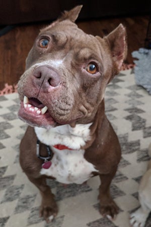 A smiling Matilda, a small brown pit-bull-type dog with cropped ears