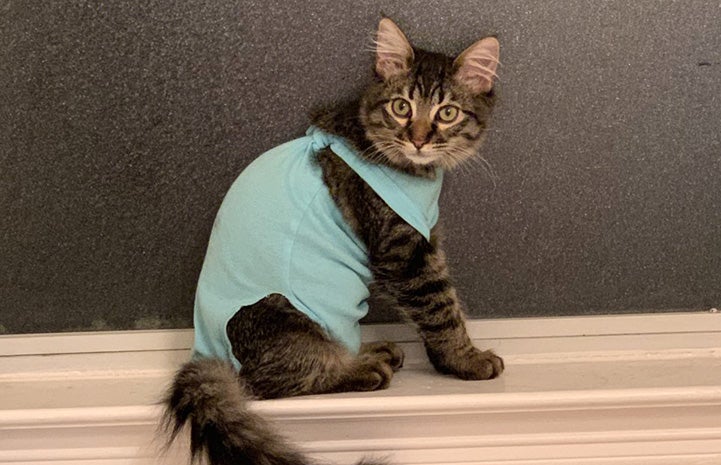 Paco the kitten wearing a onsie