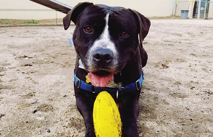 Huck the black and white pit bull terrier with a toy between his front paws