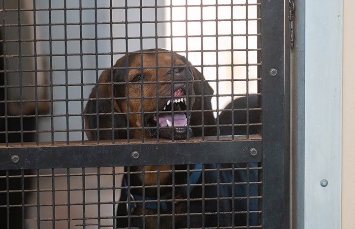 Larry the hound with his lips up against a gate exposing his teeth