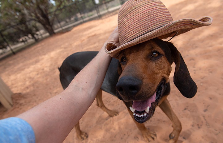 A person putting a hat on Larry the hound dog