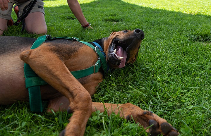 Larry the hound lying down on the grass with tongue hanging out and person behind him