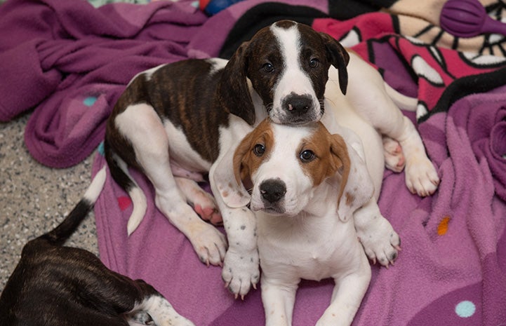 Pair of hound puppies snugging together on a blanket