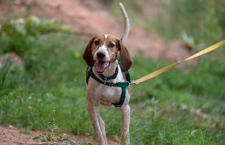 Skitter the hound out for a walk on a leash and harness