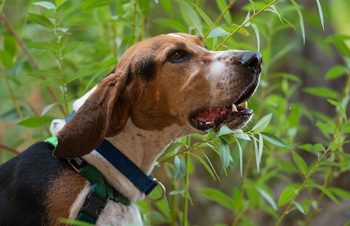 Skitter the hound with green foliage behind him