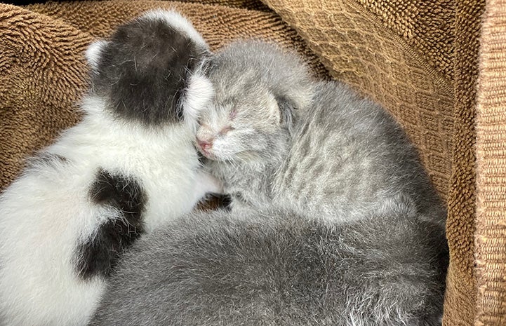 Three tiny kittens sleeping on a brown towel