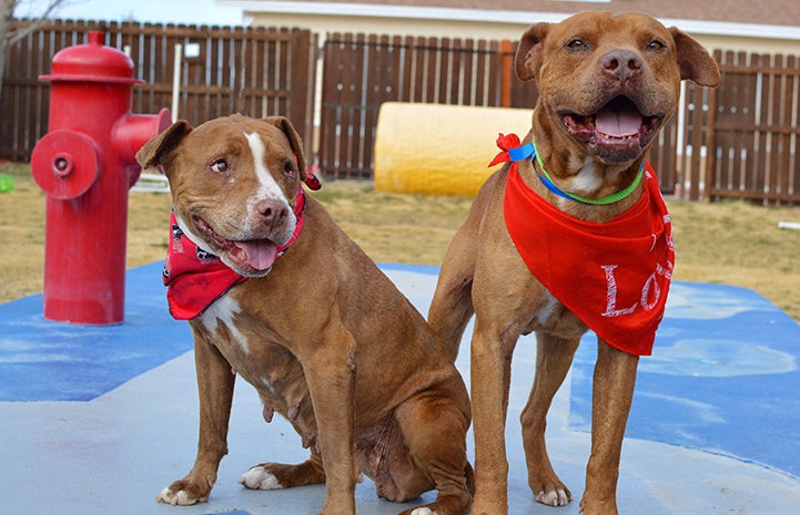 Crimson and Clover, a pair of brown and white pit-bull-terrier-type dog siblings