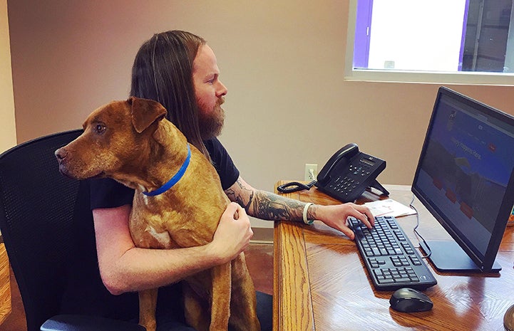 Man with a beard working at a computer with a brown and white pit-bull-terrier-type dog sitting in his lap