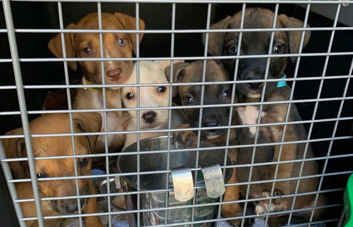 Puppies behind the bars of a transport crate