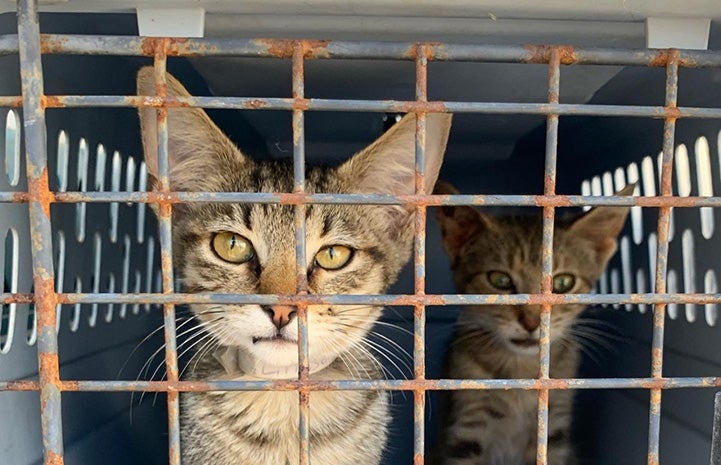 Tabby cats in a crate being transported