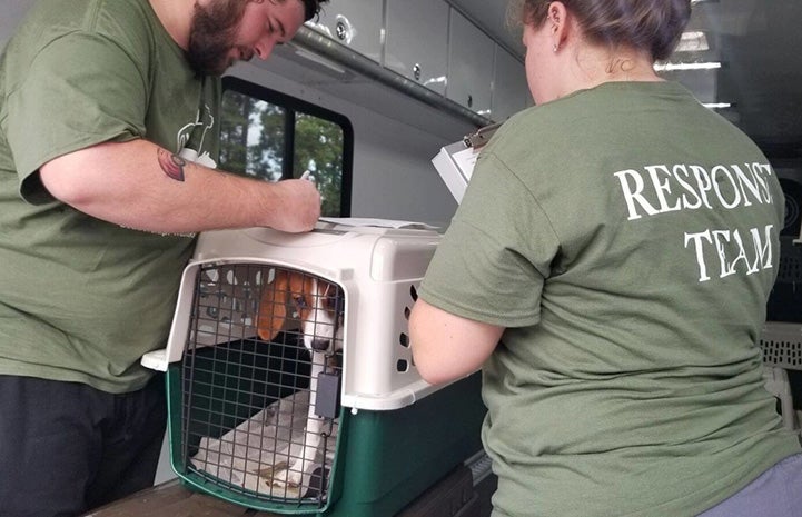 Man and woman moving a red and white hound in a create into a vehicle