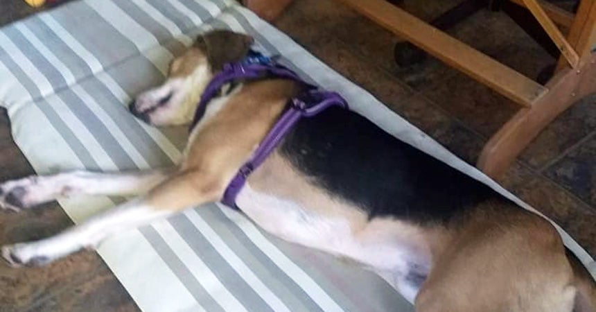 Hank the dog sleeping on a bed