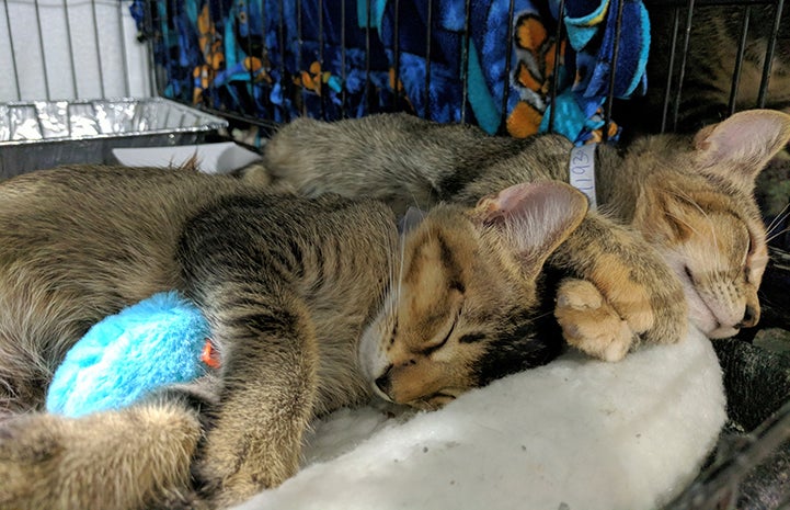 Cats sleeping at the Rescue and Reunite Center, in conjunction with the Montgomery County Animal Shelter and Best Friends Animal Society
