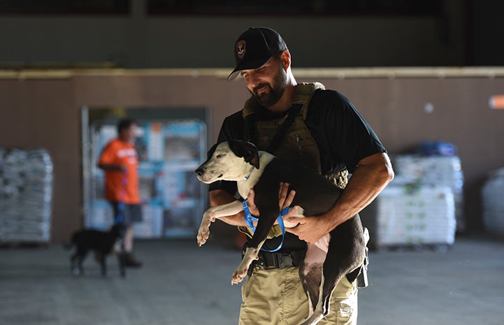 Michael Marmolejo from the Department of Justice volunteering with the dogs after Hurricane Harvey