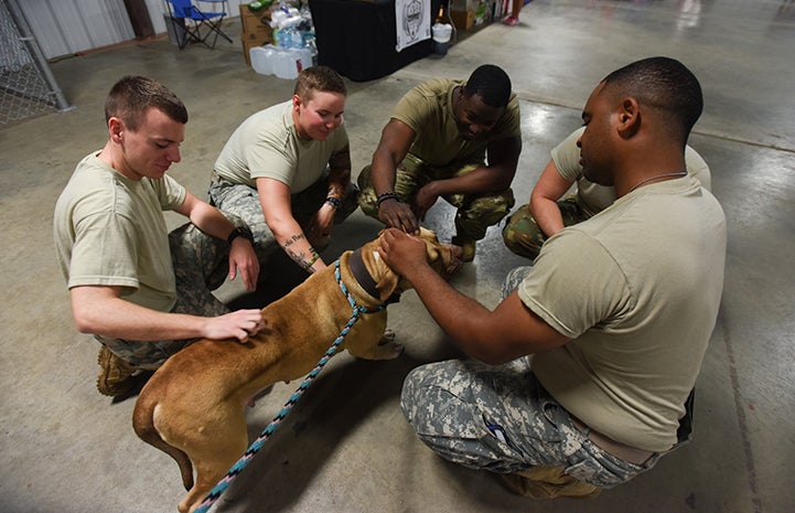National guardsmen helping animals after Hurricane Harvey