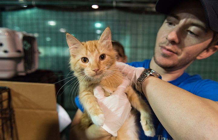 Man holding an orange tabby kitten who was rescued after Hurricane Harvey