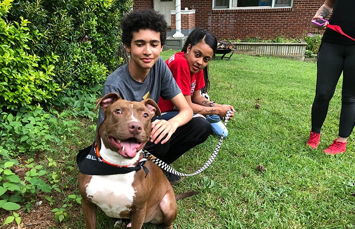 Harvey the brown and white pit bull terrier type dog in the yard with his new family