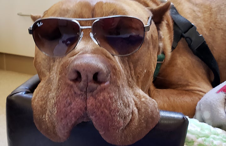 Ludo the brown dog with cropped ears wearing sunglasses
