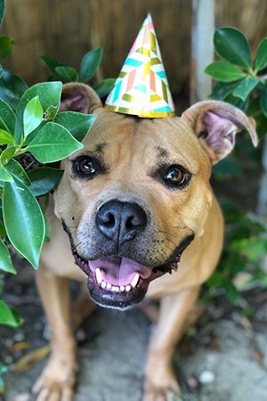 Abilene the dog rescued after Hurricane Harvey wearing a birthday hat