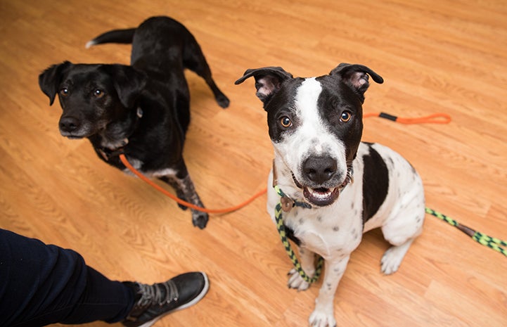 Mulligan, a black and white pit-bull-terrier-type dog, next to another black dog