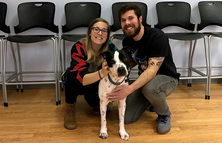 Mulligan, a black and white pit-bull-terrier-type dog, in between Samantha and Matt, who adopted him