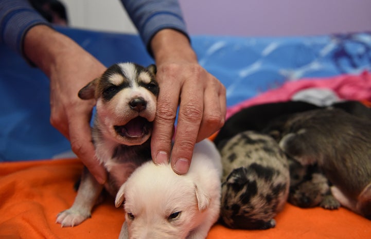 Dogtown caregivers describe the Astro puppies rescued after Hurricane Harvey as “little wildfires” — busy and always ready to go
