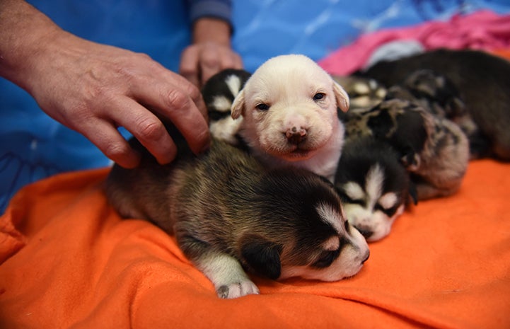 The Astro puppies are scheduled to move to Dogtown’s puppy preschool just in time for Christmas