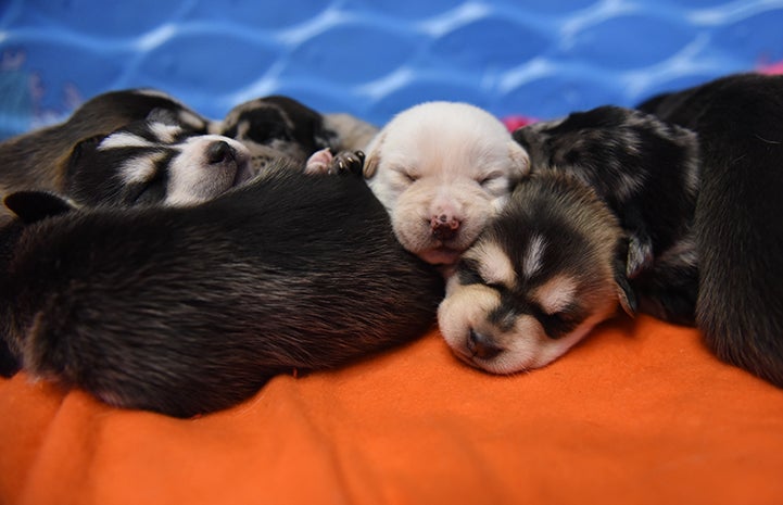 The Astro puppies rescued after Hurricane Harvey, like the Houston Astros baseball team, are proof positive that, even after the darkest days, there’s reason to celebrate