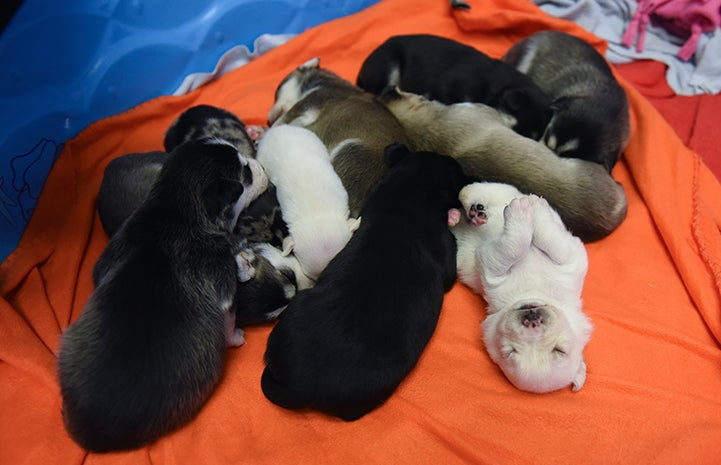 A temporary shelter was no place for a mama dog to raise 11 newborn puppies so they came to Best Friends Animal Sanctuary