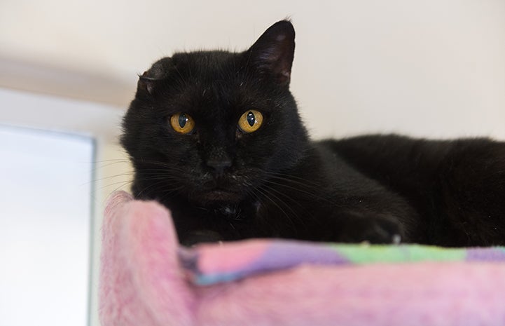 The Sanctuary will be Thomas the cat's home for as long as he needs, but one day, he’ll get the ultimate gift of a new home