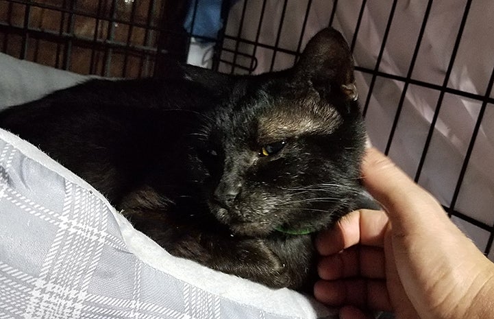 Thomas the black cat was understandably frightened when he came to Best Friends’ base of operations at the NRG Arena in Houston after Hurricane Harvey