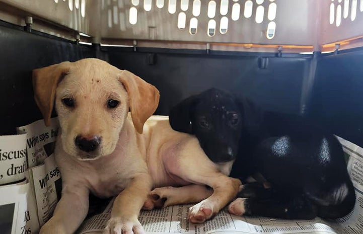 Two puppies in a crate