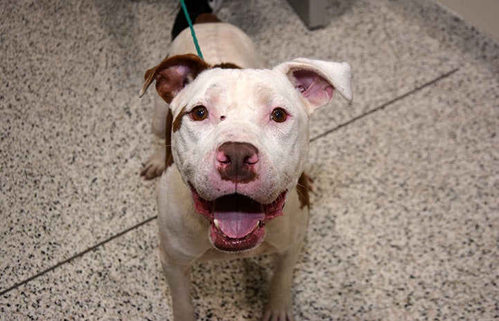 Monster, a brown and white smiling pit bull terrier, from the transport to San Antonio