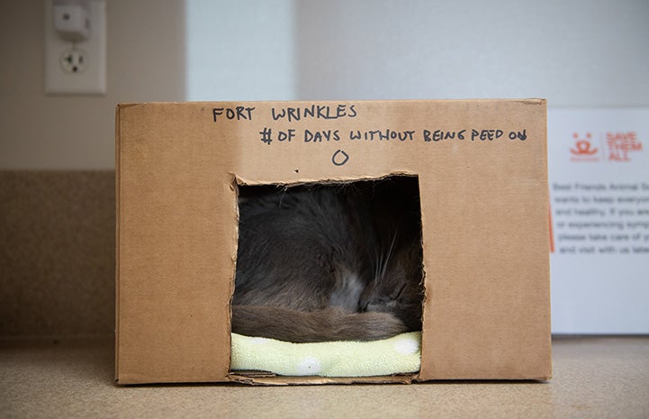 Wrinkles the cat lying in a cardboard box marked with "Fort Wrinkes # of days without being peed on 0"
