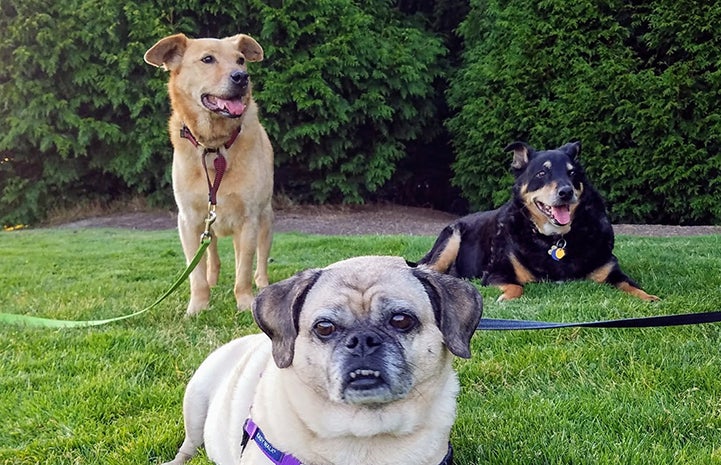 Houdini the dog with his two canine siblings, Crash and Mulan