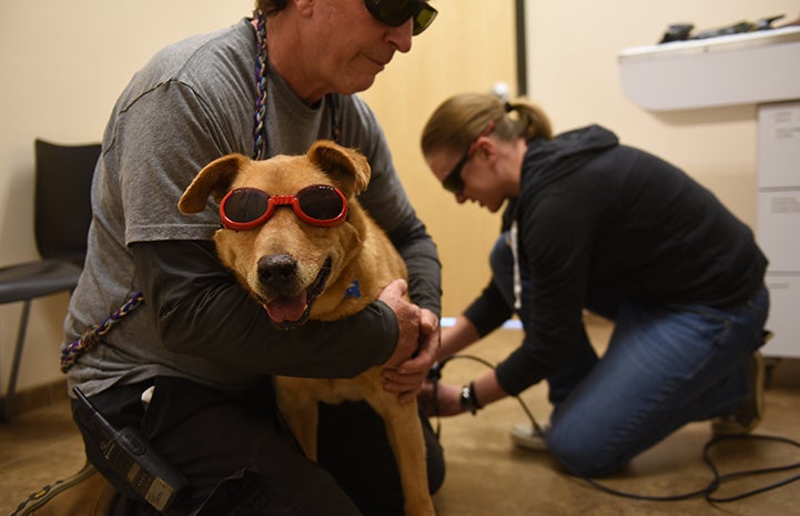 Houdini the dog, wearing protective glasses, getting a laser treatment