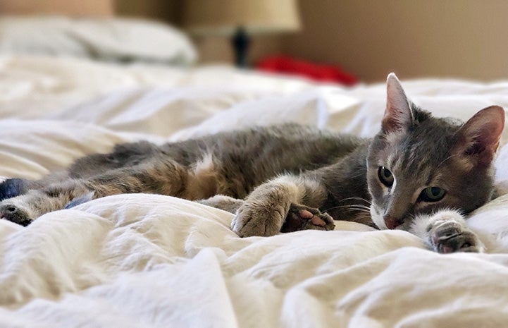 Lyla the gray tabby cat comfortably lying down on a blanket