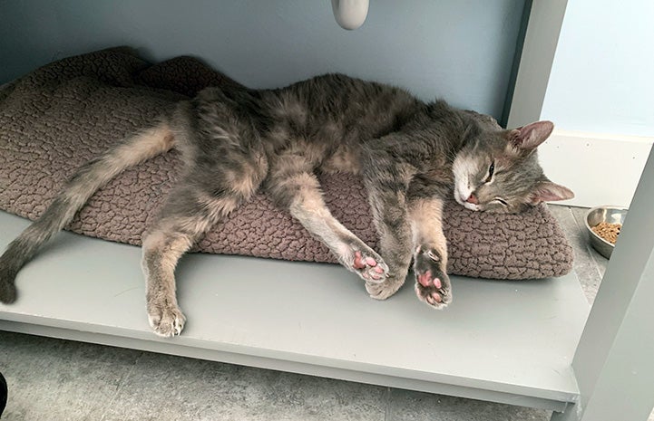 A very thin Lyla the cat lying in a kennel