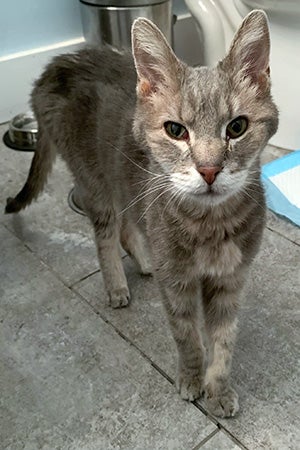 Lyla the gray tabby cat with hyperthyroidism