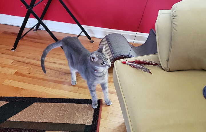 Lyla the cat going after da Bird, a feather wand toy