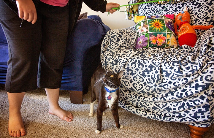 Woman playing with a wand toy with Iggy the cat