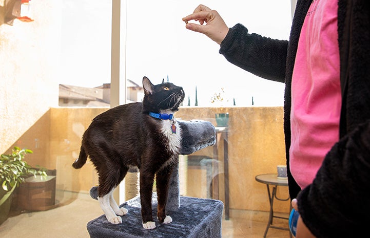 Iggy the cat looking up at woman who is holding a treat