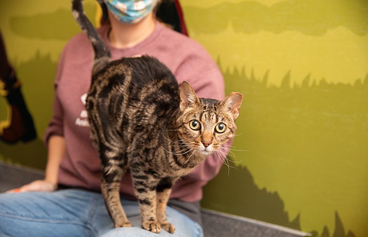 Gia the cat standing on the lap of someone wearing a mask