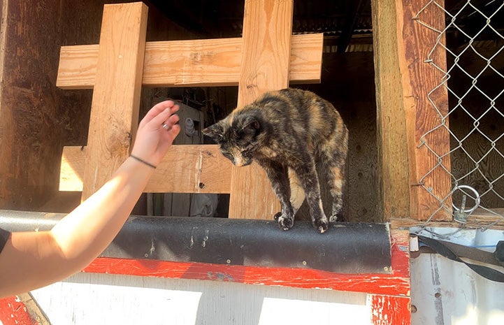 Person reaching out to pet a tortoiseshell community cat