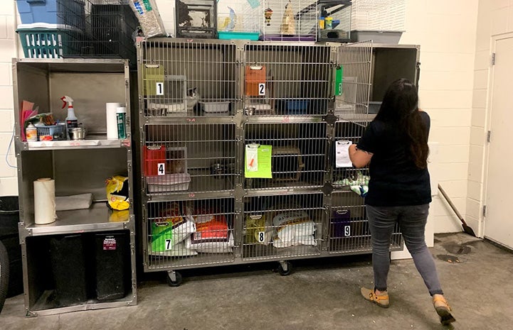 Bank of stainless steel cat kennels with a person putting a cat into one