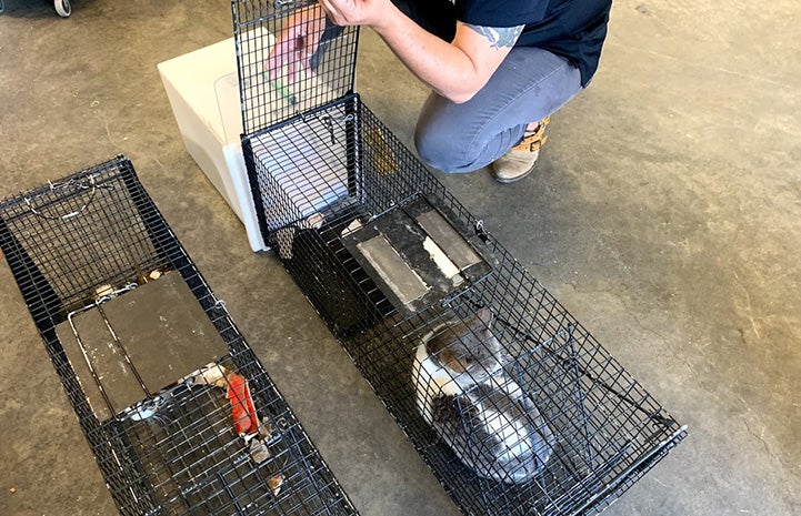Person working on getting a cat in a humane trap into a transfer box as part of TNR