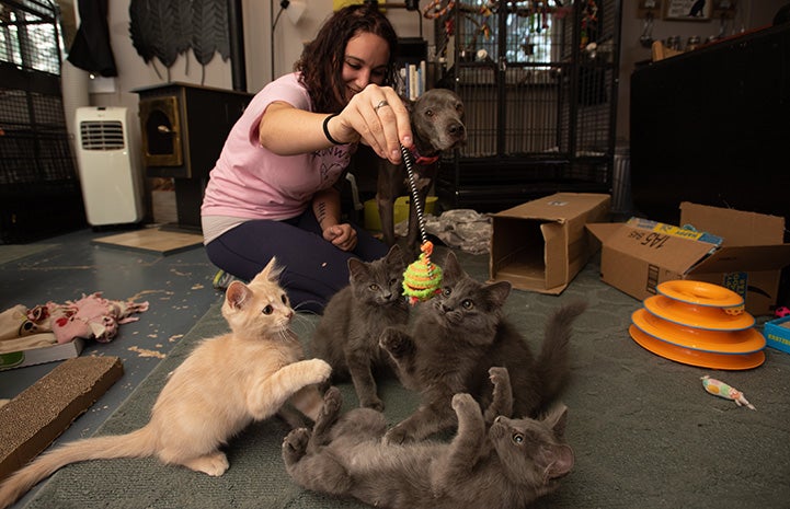 Woman playing with a litter of kittens that she is fostering