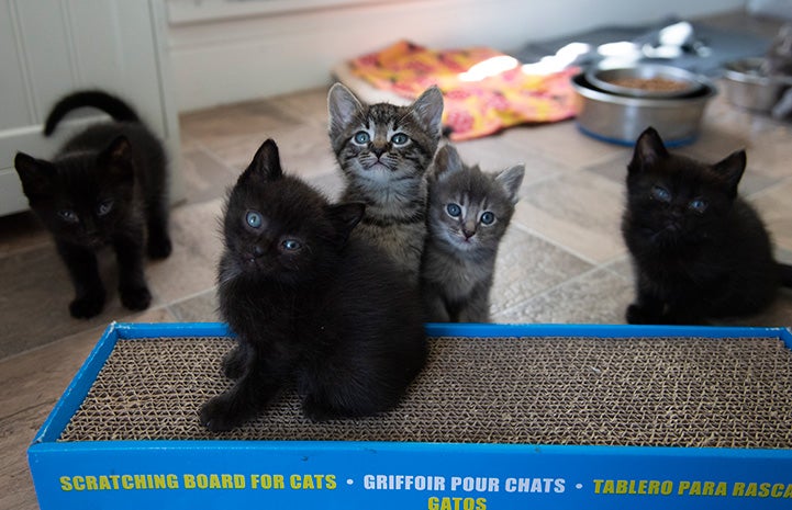 Litter of kittens in a foster home, standing around a cardboard cat scratcher